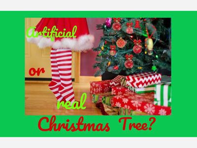 It’s all about trees!