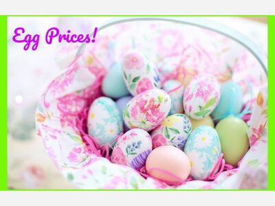 Egg Prices and what’s the scoop?