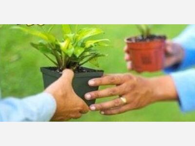 Plant Swamp @ Community Building 