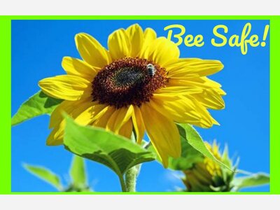 Bee safe in and around town!