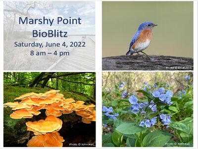 Marshy Point BioBlitz 2022