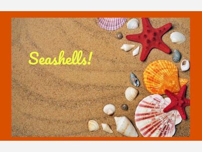 Seashells!