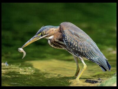 Bird Watching Tour of Patterson Park